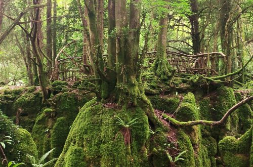 puzzlewood